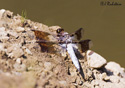 Libellula forensis